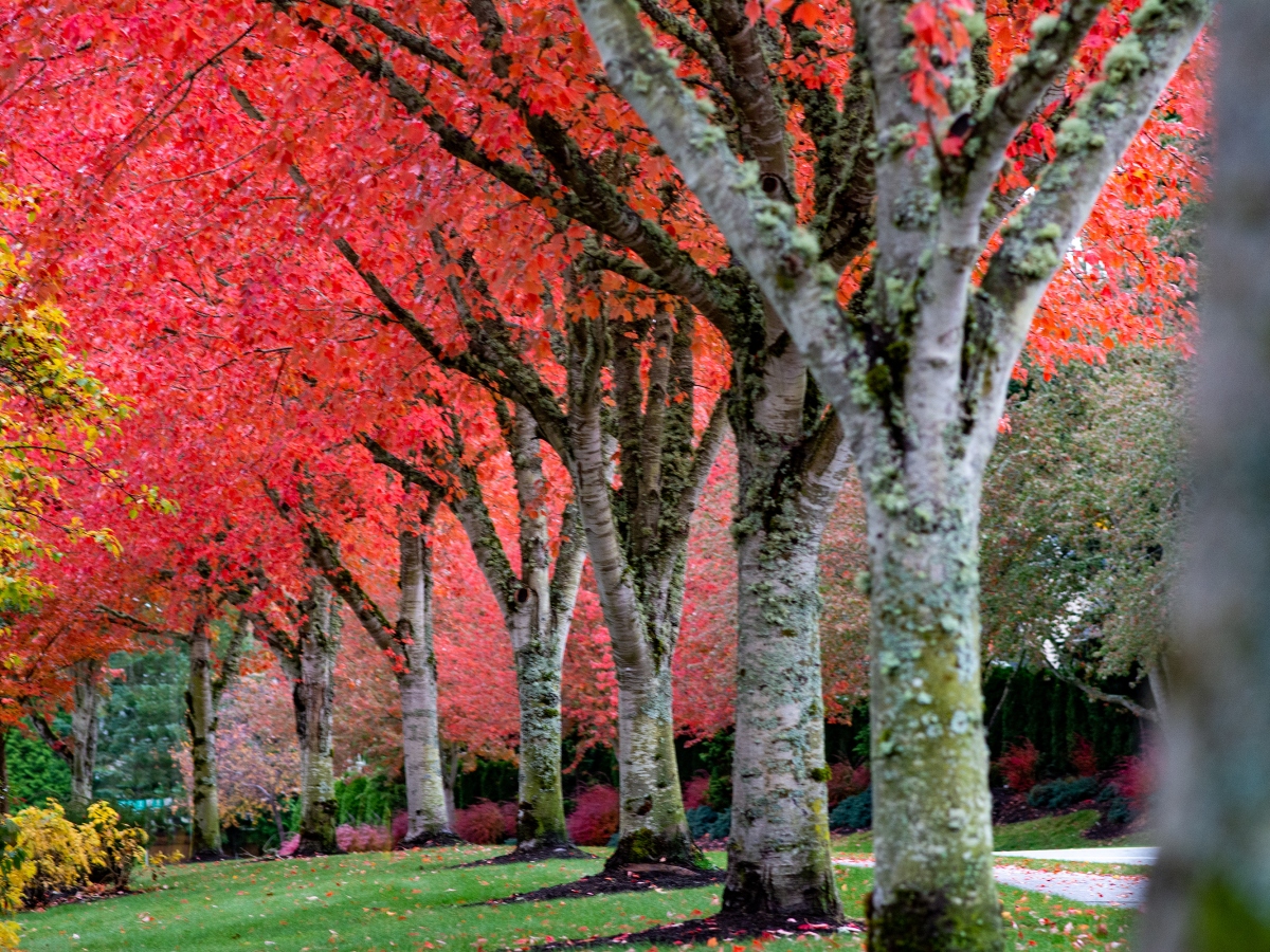 Five Fall Experiences that are Must-Haves on Seattle’s Eastside